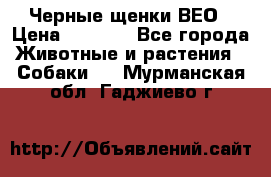 Черные щенки ВЕО › Цена ­ 5 000 - Все города Животные и растения » Собаки   . Мурманская обл.,Гаджиево г.